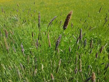 Plants growing on field