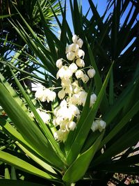 Close-up of white flowers blooming on tree