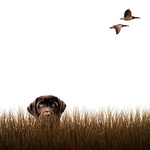 View of dog on field against clear sky