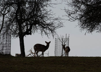 A deer looking directly at the camera, animals and nature