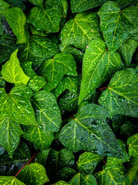 Full frame shot of wet green leaves