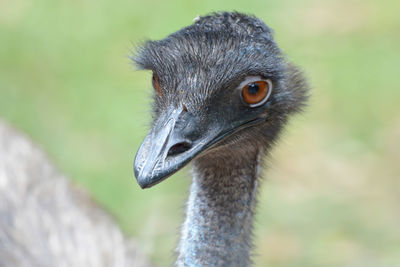 Close-up portrait of a bird