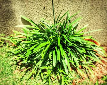 Close-up view of plant