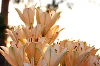 Close-up of white flowering plants
