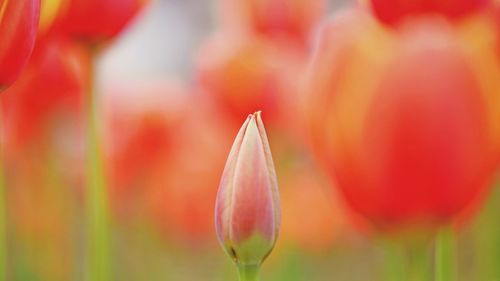 Close-up of tulips against blurred background