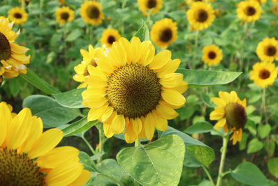 Close-up of yellow flowering plants