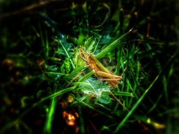 Close-up of insect on plant