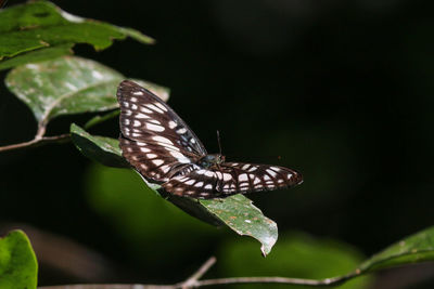 Butterfly collection