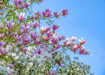 Low angle view of pink cherry blossoms in spring