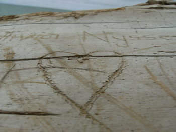 Close-up of lizard on sand at beach