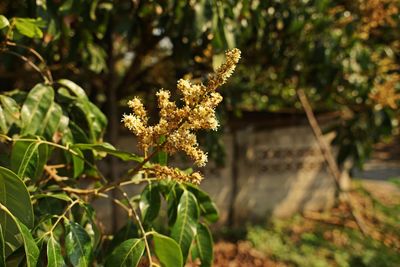 Close-up of flowering plant on field
