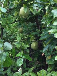 Plants growing on a tree