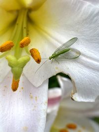 Close-up of white flowering plant and insect