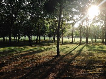 Sun shining through trees in forest