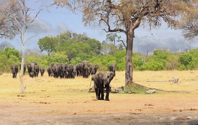 African elephants walking out of bush