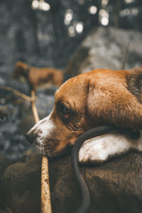 Close-up of dog