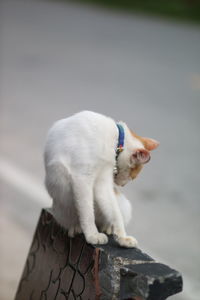 White cat looking away