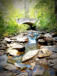 Arch bridge over river in forest