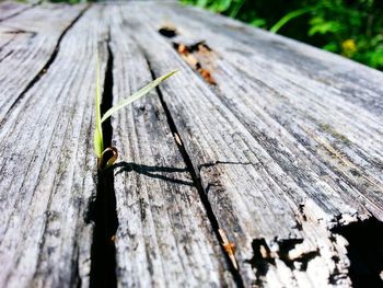 Close-up of lizard on wood