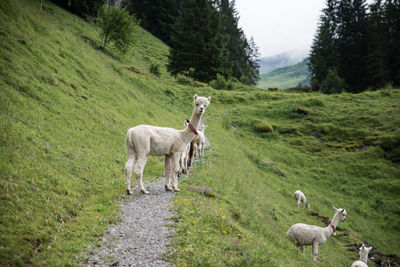 Alpacas standing on grassy landscape