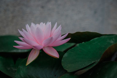 Close-up of lotus water lily in pond