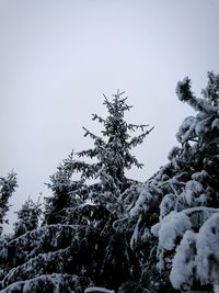 Low angle view of snow covered trees against clear sky