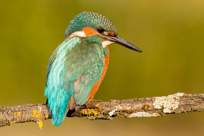 Close-up of bird perching on branch