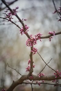 Close-up of pink flower on tree