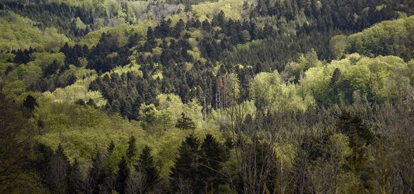 High angle view of pine trees in forest