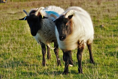 Sheep in a field