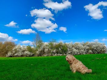 Dog on field against sky