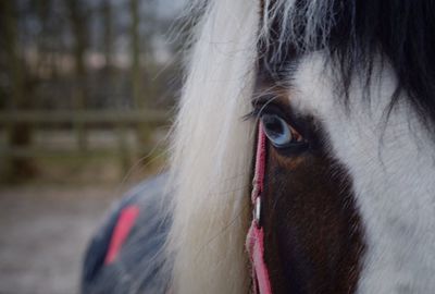 Close-up portrait of horse