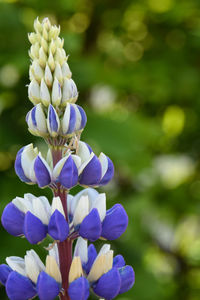 Close-up of purple flowering plant