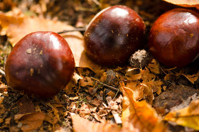 Close-up of apples on field