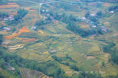 High angle view of rice field