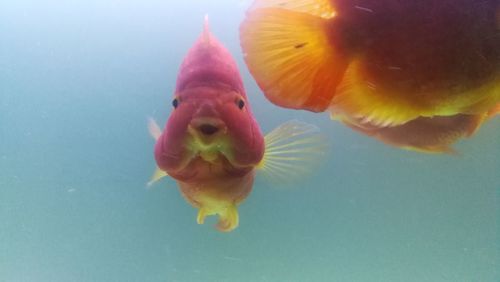 Close-up of fish swimming in sea