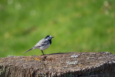 Wagtail bird on a tree stub at a meadow