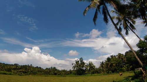 Trees on grassy landscape against blue sky