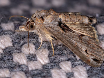 Close-up of insect on wood