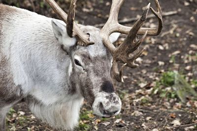 Portrait of deer