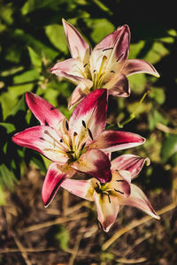 Close-up of pink flowering plant