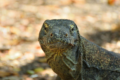 Close-up of lizard