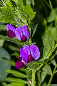 Close-up of purple flowering plant