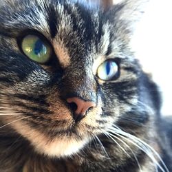 Close-up portrait of cat