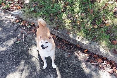 High angle view of dog standing on field