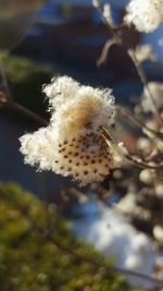 Close-up of plant