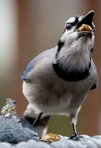 Close-up of a bird