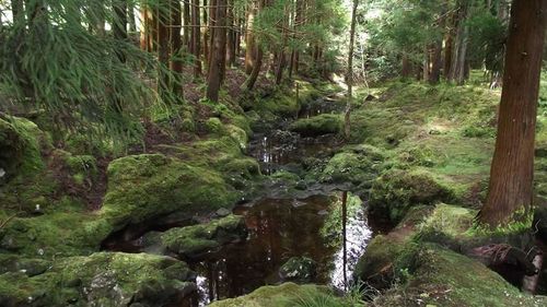 Stream passing through forest