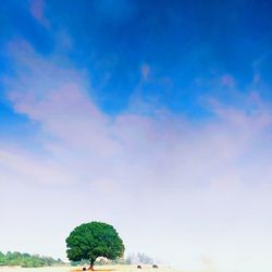 Low angle view of trees against sky