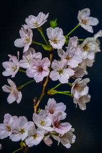 Close-up of white cherry blossoms in spring